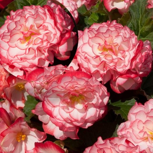 Begonia tuberhybrida 'Nonstop® Rose Picotee' - 	Mugulbegoonia 'Nonstop® Rose Picotee' P9/0,55L